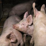 SPÖ-Keck Anfrage an Landwirtschaftsminister zu „strukturiertem“ Vollspaltenboden