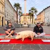 24 Stunden in Klagenfurt am Schweine-Vollspaltenboden: Hämatome, Gelenksschmerzen