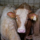 VGT-Aktion zum Dreikönigstag