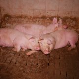 Bio Käserei wirbt mit konventionellem Schweinefleisch aus Vollspaltenboden- und Teilspaltenbodenhaltung