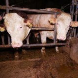 Einladung: Rind als Landwirt hält 4 Menschen auf Vollspaltenboden vor Parlament