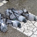 Tauben hinterhältig vergiftet