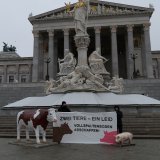 Schweine Vollspaltenboden wird abgeschafft – Rinder Vollspaltenboden bleibt?