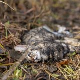Schockierendes Obduktionsergebnis: Kater aus OÖ ist verhungert