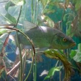 Fisch des Jahres 2024: Die Schleie