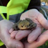 Freiwillige für Amphibienschutzprojekt gesucht
