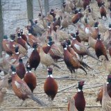 Jagd OÖ: Aussetzen von Fasanen eingeschränkt, Trophäenjagd Mittelpunkt