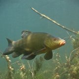 Schleien in der Fischzucht