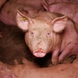 VGT antwortet Schweinefabrikslobby VÖS: 92 % der Menschen wollen Stroh für Schweine