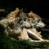 Der Wolf braucht unsere Hilfe! – Petition