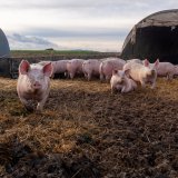 Morgen Mittwoch Lokalaugenschein bei Hubmanns: Behörde will Räumung planen