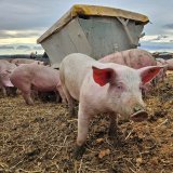 Lokalaugenschein Ackerschweine Hubmann: BH erscheint nicht zum Termin