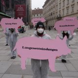 VGT-Aktion: Pappschweine gegen Tierleid auf Vollspaltenboden
