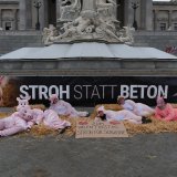 Zum Valentinstag fordern Tierschützer:innen Stroh für Schweine vor dem Parlament
