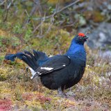 OÖ: Landesregierung bewilligt Jagd auf ganzjährig geschonte Vögel während Balzzeit