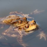 Amphibien von A bis Z
