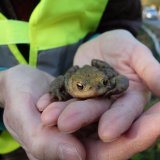 Amphibienschutzprojekt Hanslteich