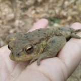 Startschuss für die Amphibiensaison 2024