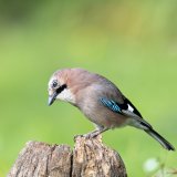 Keine Jagd auf Eichhörnchen. Warum dann auf Eichelhäher?