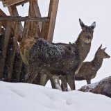 Aspekte der jagdlichen Wildtierfütterung