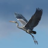 EINLADUNG: Illegale Vogelabschuss-Verordnung – Rechtsstaat adé?