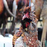 Zustimmung zur Jagd stark gesunken