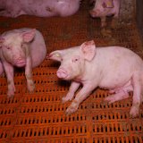 Blutige Vollspalten-Qual im Stall von Styriabrid-Funktionär