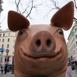 Bezirkshauptmann von Leibnitz und Tierärzteschaft sind Tierquälerei gegenüber völlig blind