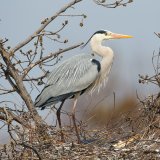 Kundgebung gegen die rechtswidrige Salzburger Vogelabschussverordnung