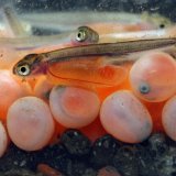 Der Atlantische Lachs – Ein besonderer Fisch