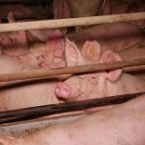 Einladung VGT-Aktion: Totschnig sieht, hört und sagt nichts