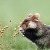 Wildtierfotograf Leopold Kanzler begeistert mit Tierbildern und -erzählungen