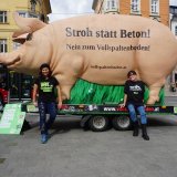 Landwirtschaftsminister belügt Bevölkerung über Verbot Vollspaltenboden Schweine