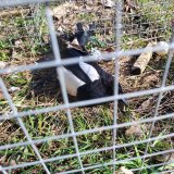 Während der Brutzeit: In NÖ werden geschützte Vögel qualvoll in Fallen getötet