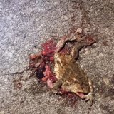 Amphibienretterin von Klosterneuburg: Es ist ein Massaker!