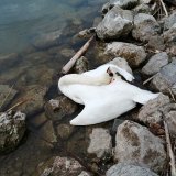 Feiger Mord an brütendem Schwan