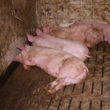 Einladung VGT-Aktion: Vollspaltenboden Alt vs. Neu
