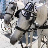Einladung: Pferdeleid ist kein Kulturerbe!