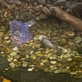 Tierschutzerfolg: Keine Fische mehr in der Shopping City Seiersberg