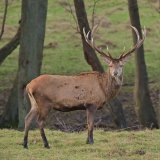Der rote Faden durch Trophäenkult, Wildtiermast und Vogelabschussplanverordnung