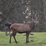 Wonnemonat Mai? – nach 6 Monaten Mast beginnt die Jagd auf Hirsche und Rehe