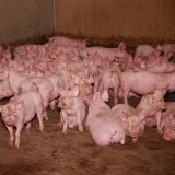 VGT deckt auf: grauenhafte Zustände für Schweine auf „strukturiertem“ Vollspaltenboden