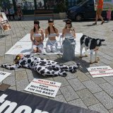 Einladung: „Abgestillt“-Tierschutzaktion zum Weltmilchtag