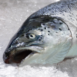 Nein zur Fischfabrik in Gmünd