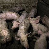 Renaturierungsgesetz: im Tierschutz handelt die ÖVP ständig absichtlich rechtswidrig