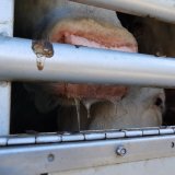 Qualvolle Tiertransporte in der Sommerhitze