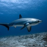 Illegale Haifisch-Produkte in österreichischen Restaurants