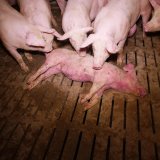 VGT reagiert auf Tierindustrie-Propaganda: Aufdeckungen von Tierleid notwendig!