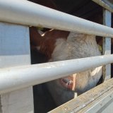 Nach jüngster VGT-Aufdeckung: Politische Verantwortlichkeit für tierquälerische Drittlandexporte identifiziert