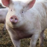 Aktion Welttierschutztag: Anforderungsprofil für zukünftige:n Landwirtschaftsminister:in